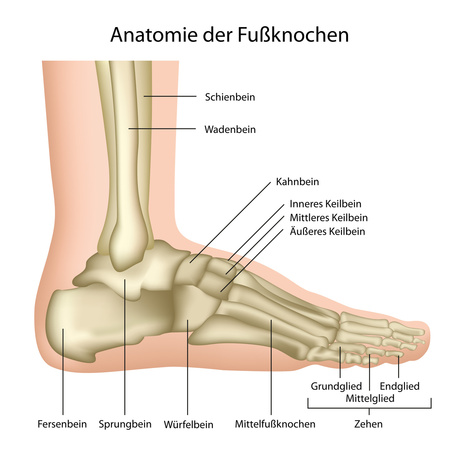 Grafik zeigt Anatomie der Fußknochen